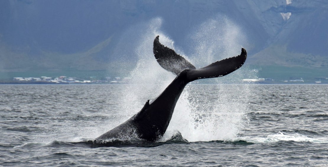 whale-watching-tour