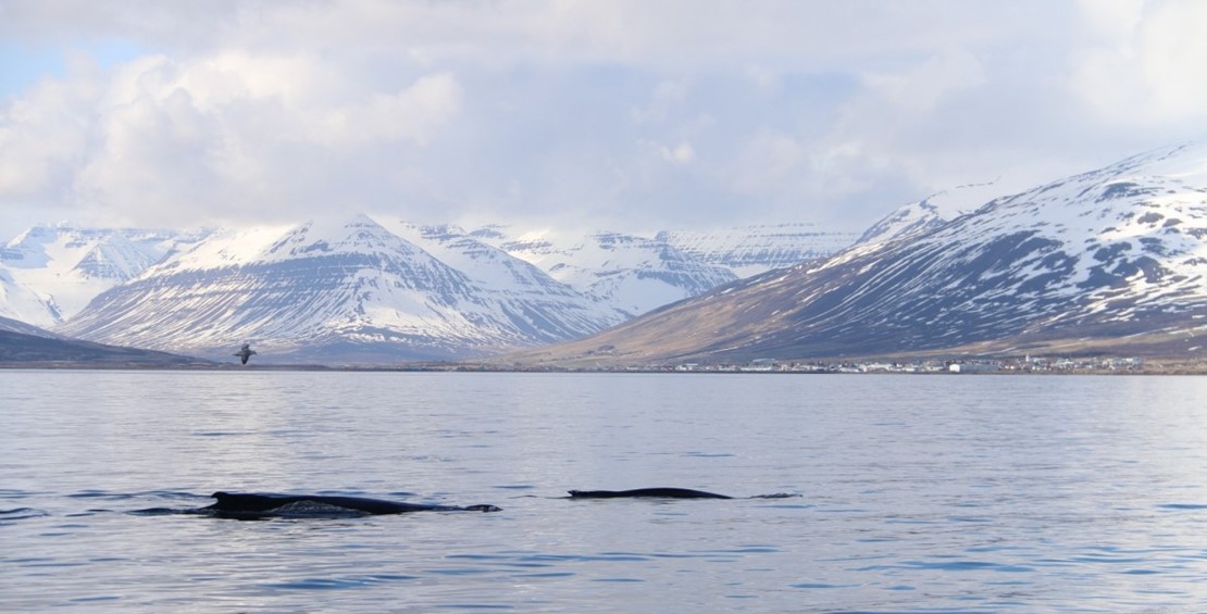 Excellent whale watching in may