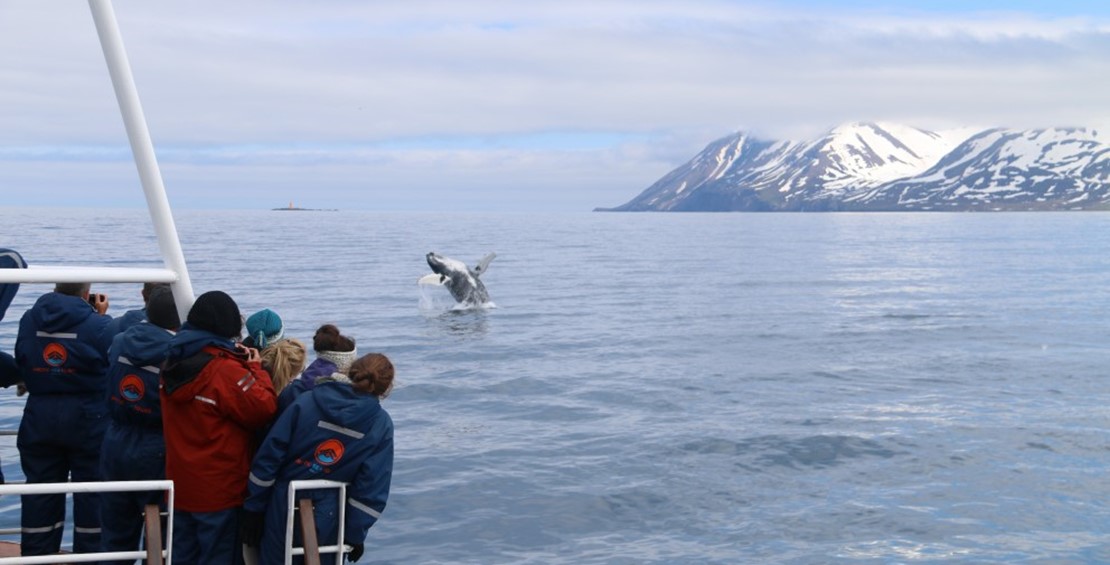 Breaching humpback whale