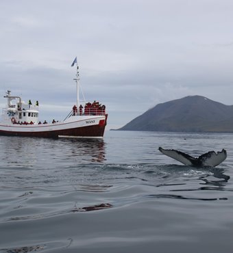 Arctic Whale Watching