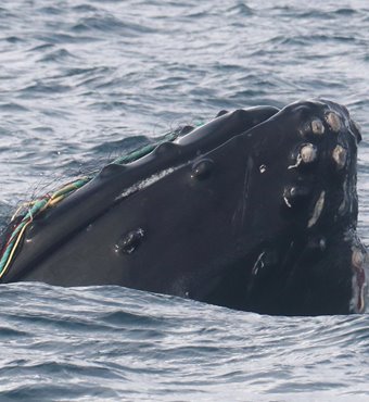 Arctic Whale Watching