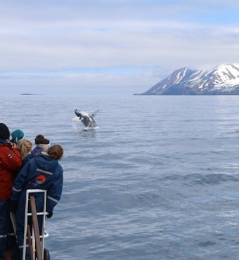 Arctic Whale Watching