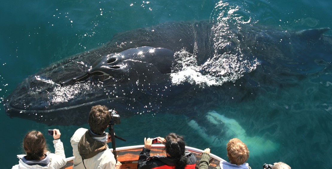 Exhilarating Arctic Whale Watching