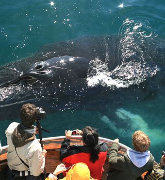 Arctic Whale Watching