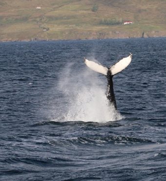 Arctic Whale Watching