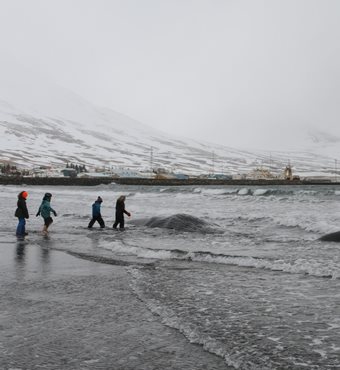 Arctic Whale Watching