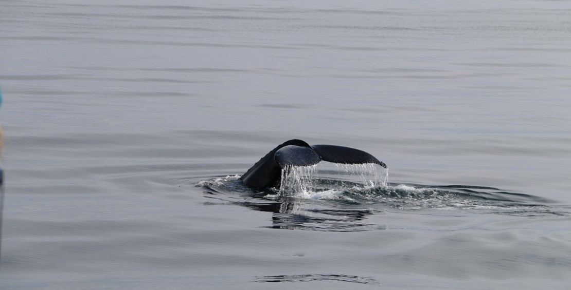 Whale watching close to Dalvik north Iceland