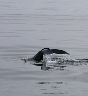 Arctic Whale Watching