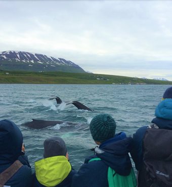 Arctic Whale Watching