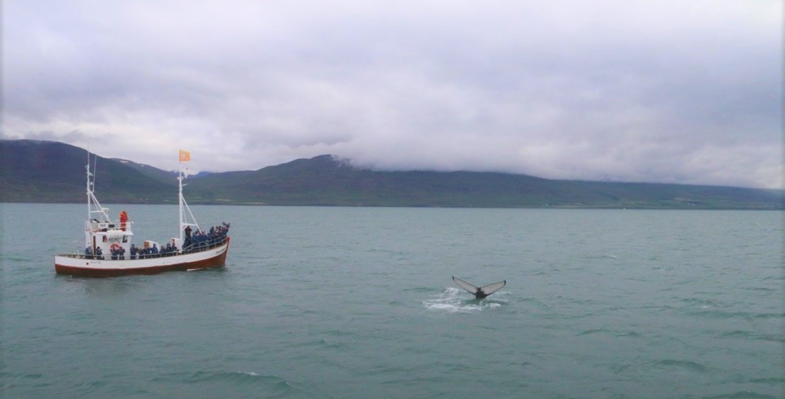 Great whale watching tours in July