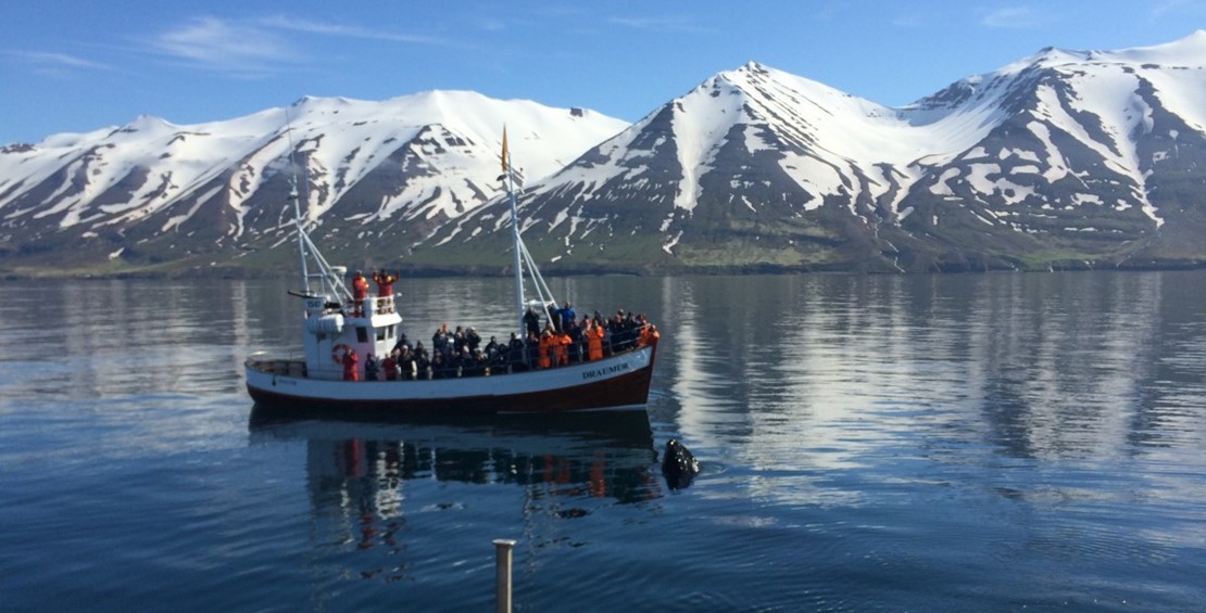 Great whale watching in june