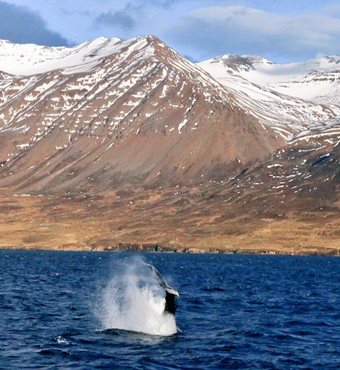 Arctic Whale Watching