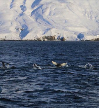 Arctic Whale Watching