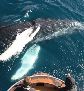 Arctic Whale Watching