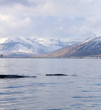 Arctic Whale Watching