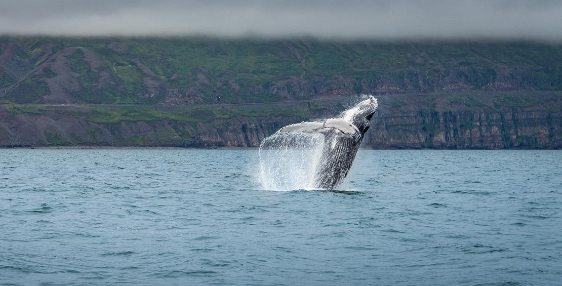 Amazing Whale Watching August 4th 2018