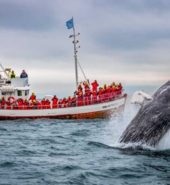 Arctic Whale Watching