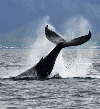 Arctic Whale Watching